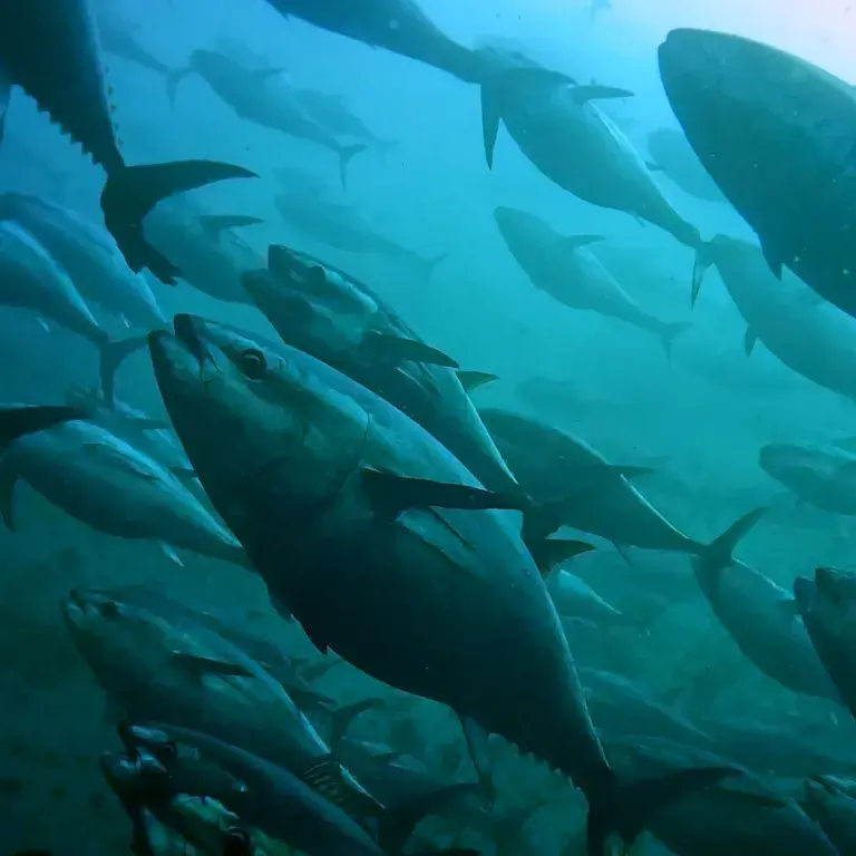 金槍魚